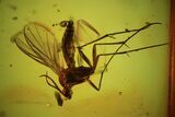 Detailed Fossil Fly (Diptera) In Baltic Amber #90773-1